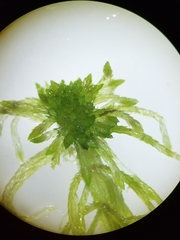 Sphagnum flexuosum