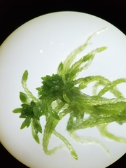 Sphagnum flexuosum