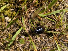Anoplotrupes stercorosus