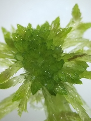Sphagnum flexuosum