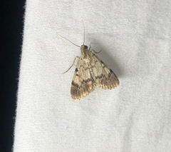 Epipaschia superatalis