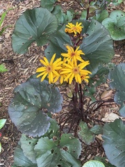 Ligularia dentata