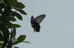 Papilio protenor
