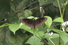 Euploea midamus