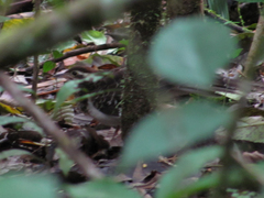 Dromococcyx phasianellus