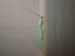 Chrysopa coloradensis