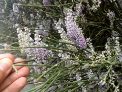 Carmichaelia muritai