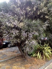 Carmichaelia muritai