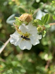 Syritta pipiens