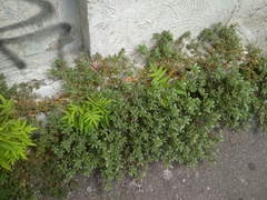 Portulaca oleracea