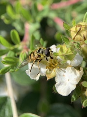Myathropa florea