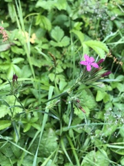 Dianthus armeria