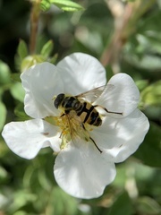 Myathropa florea