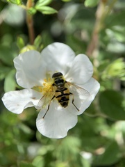 Myathropa florea