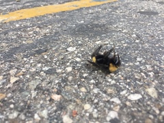 Bombus crotchii
