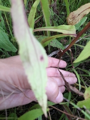 Solidago × niederederi