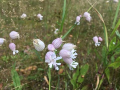 Silene vulgaris