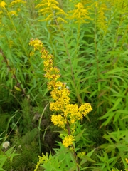 Solidago × niederederi