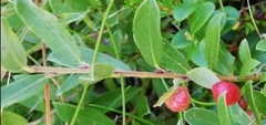 Euura collactanea