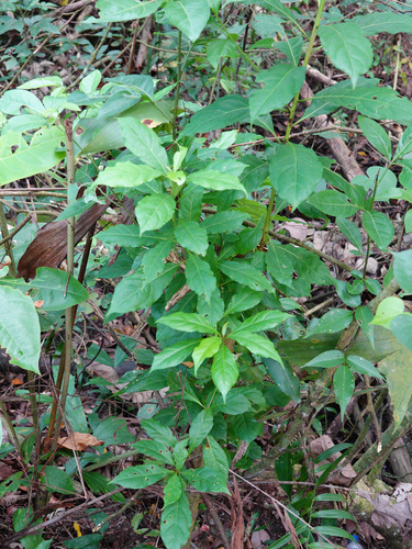 Terminalia calamansanai (Terminalia calamansanai)