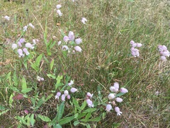 Silene vulgaris