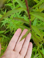 Solidago × niederederi