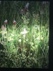 Trifolium incarnatum molinerii