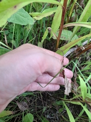 Solidago × niederederi