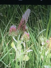 Trifolium incarnatum molinerii