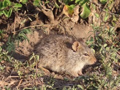 Arvicanthis niloticus