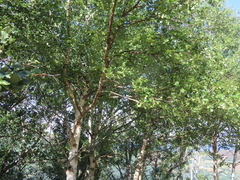 Betula celtiberica