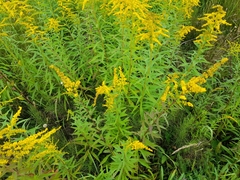 Solidago × niederederi