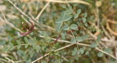 Astragalus preussii