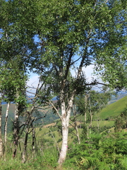 Betula celtiberica