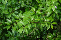 Excoecaria agallocha