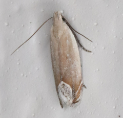 Anacampsis paltodoriella