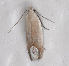 Anacampsis paltodoriella