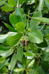 Rhizophora apiculata