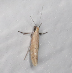 Ypsolopha ochrella