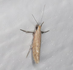 Ypsolopha ochrella