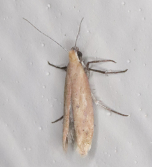 Ypsolopha ochrella