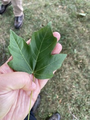 Acer