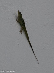 Anolis roquet salinei