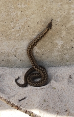 Vipera berus berus