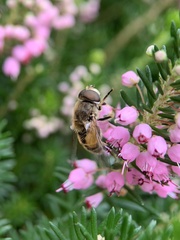 Eristalis
