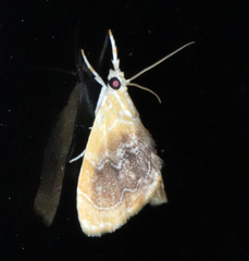 Glaphyria fulminalis