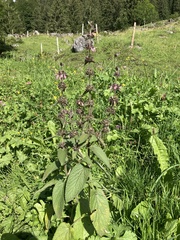 Stachys alpina