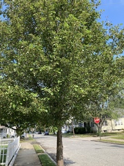 Maleae