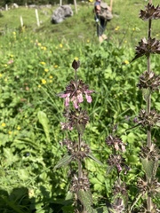 Stachys alpina