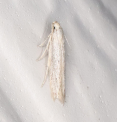 Haplochrois bipunctella